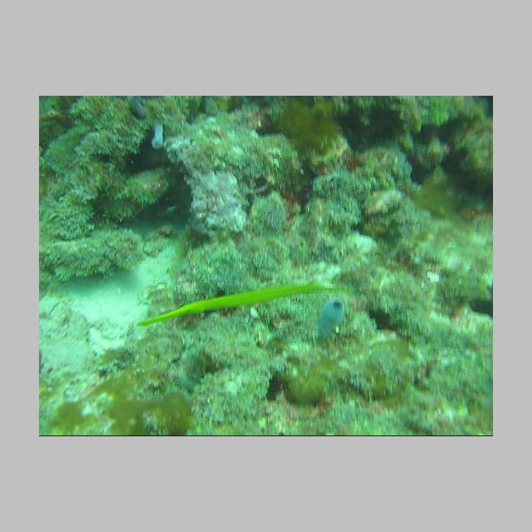 MVI_5927 Yellow TrumpetFish.AVI